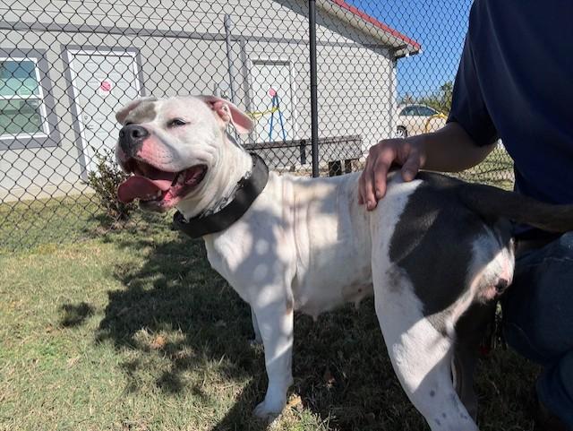 DELAWARE, an adoptable Pit Bull Terrier in Lynn Haven, FL image 1/3