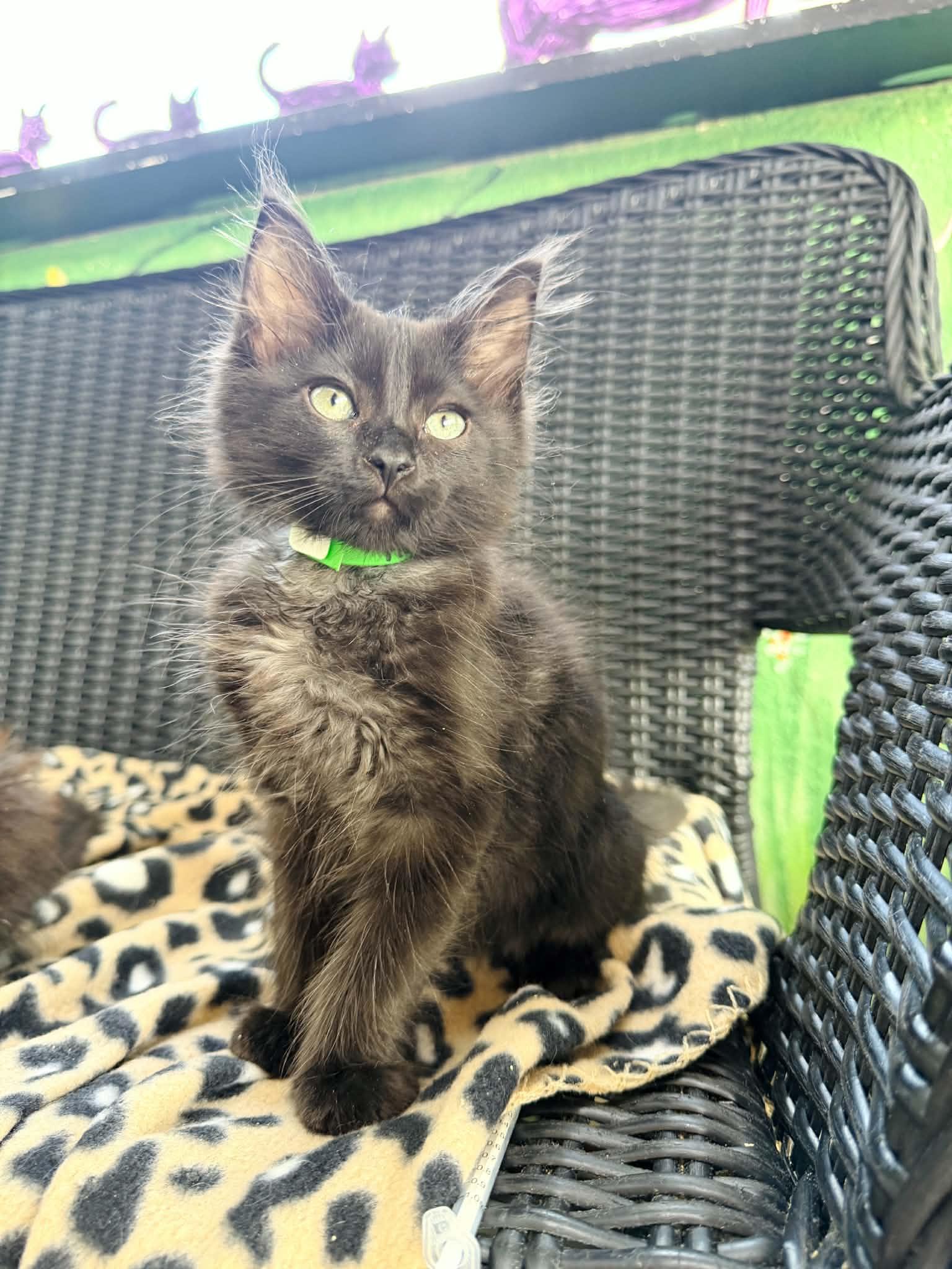 Hugo, adopted, Kitten Male Maine Coon & Domestic Long Hair.