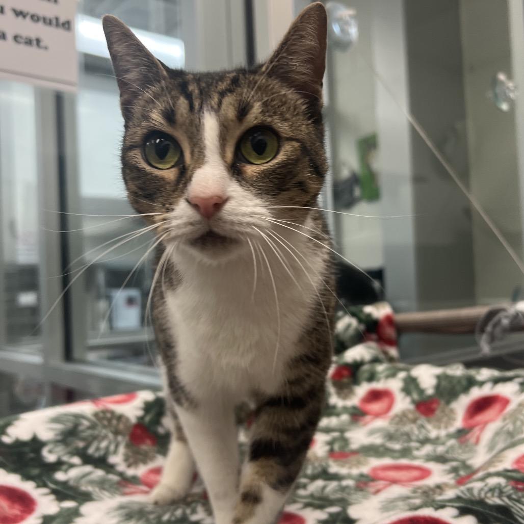 Winona, Adoptable, Adult Female Domestic Short Hair.