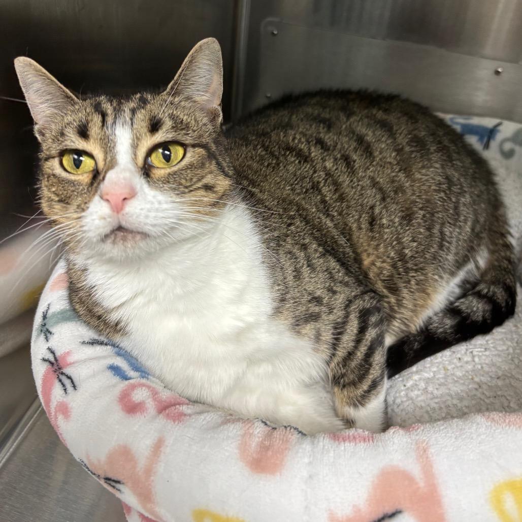 Winona, a Adoptable Domestic Short Hair in Corpus Christi, TX image 2/6