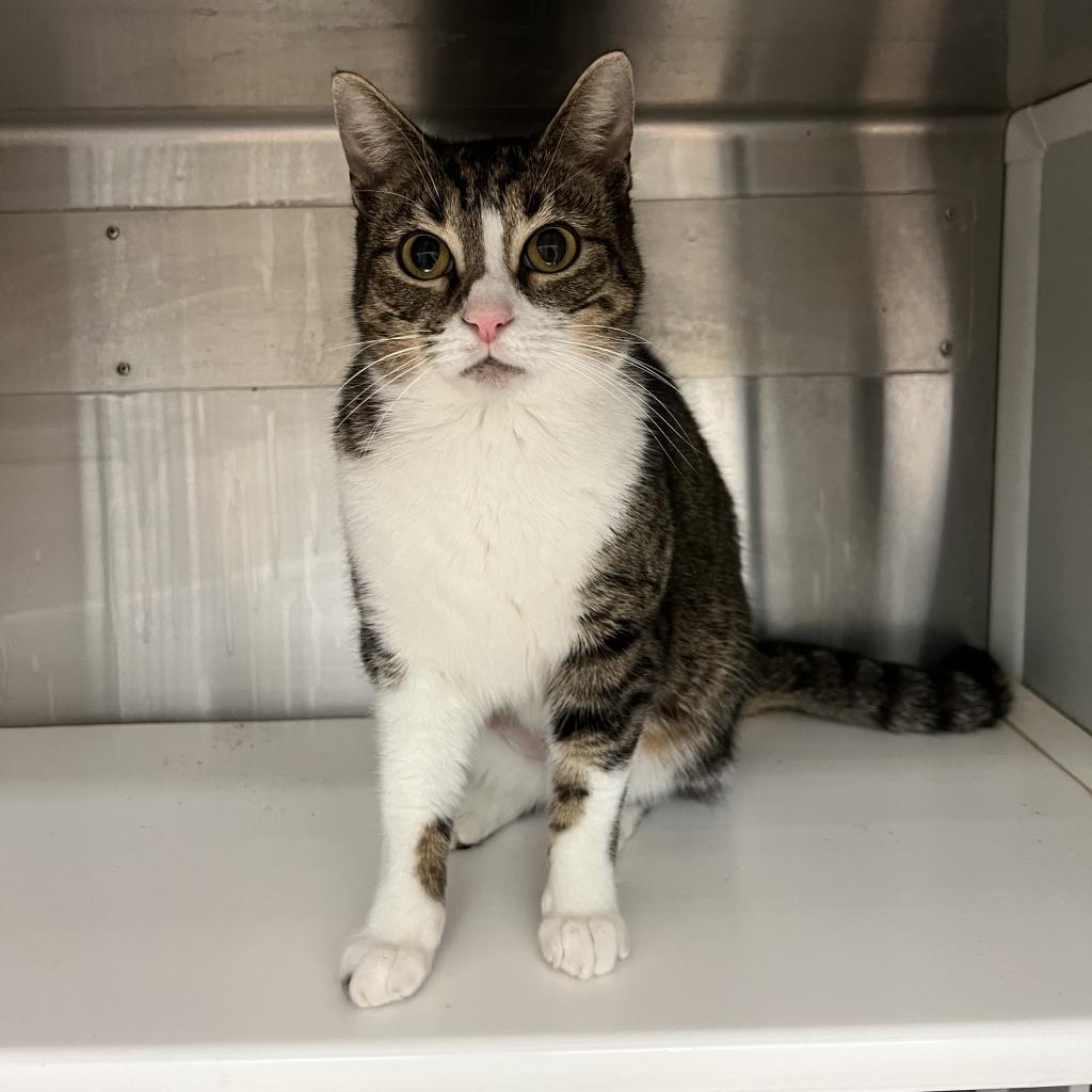 Winona, a Adoptable Domestic Short Hair in Corpus Christi, TX image 3/6