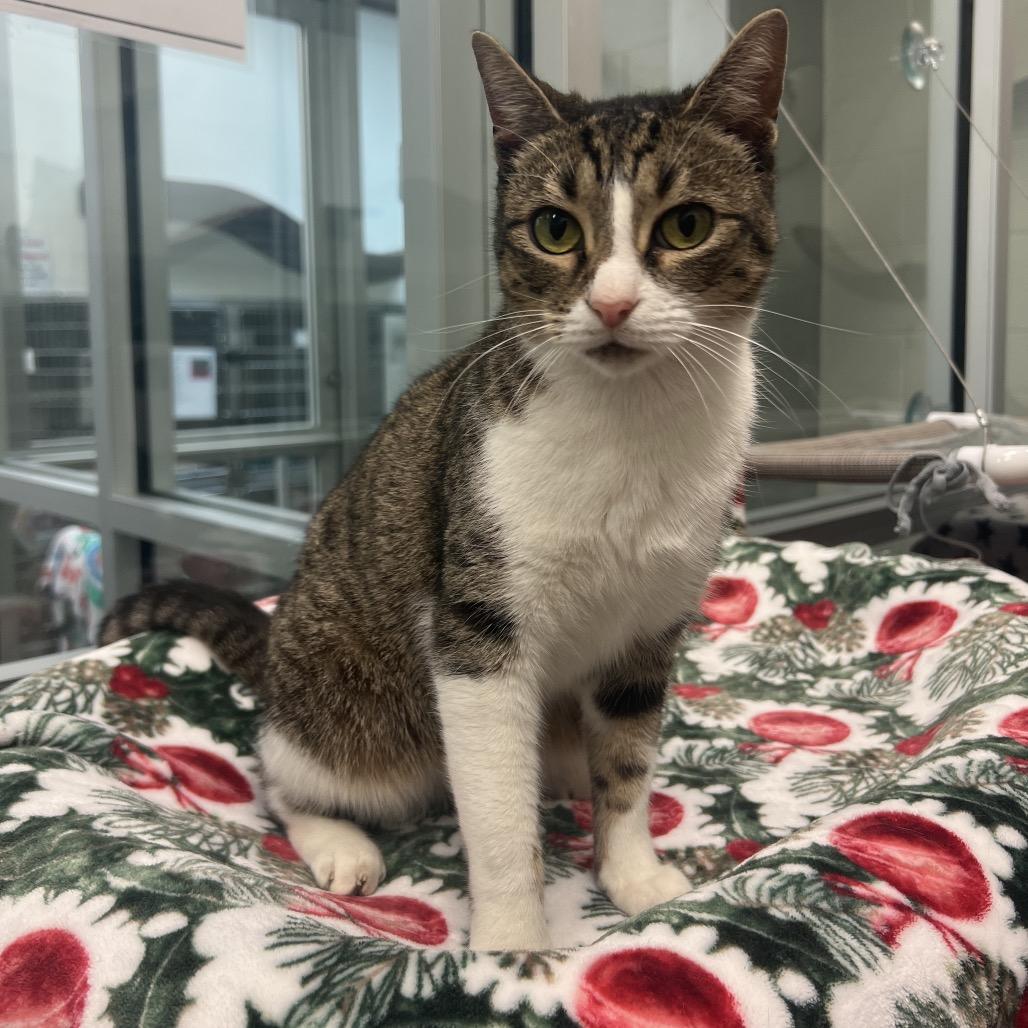 Winona, a Adoptable Domestic Short Hair in Corpus Christi, TX image 4/6