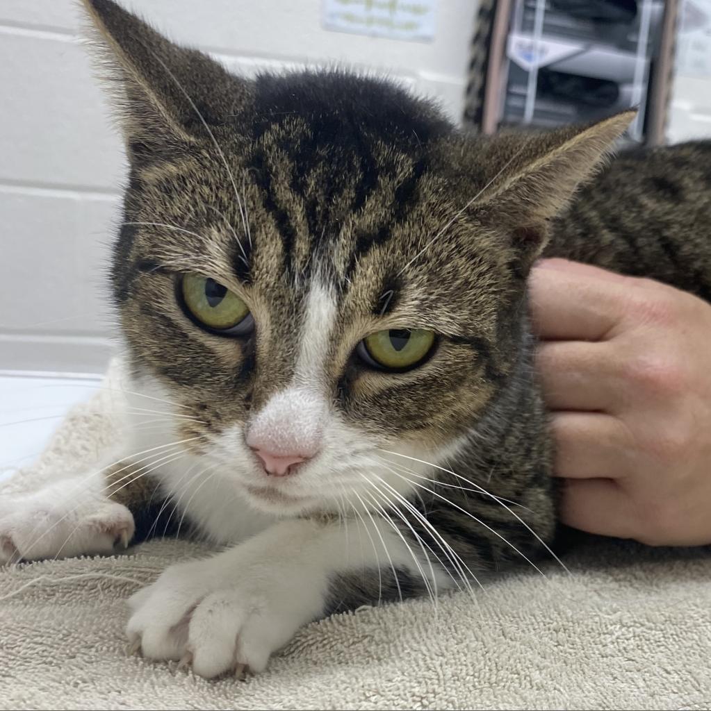 Winona, a Adoptable Domestic Short Hair in Corpus Christi, TX image 5/6