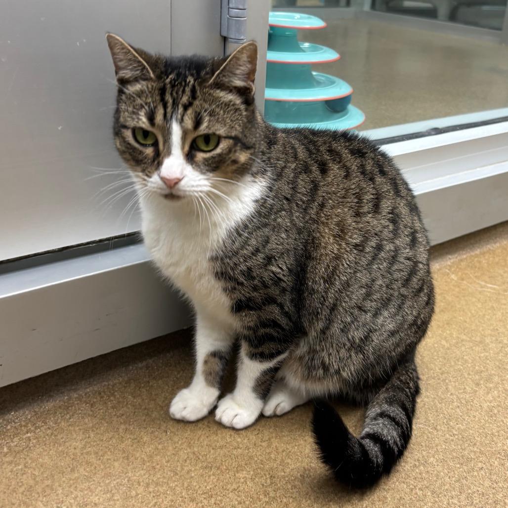 Enlarge Winona, a Adoptable Domestic Short Hair in Corpus Christi, TX image 4/6