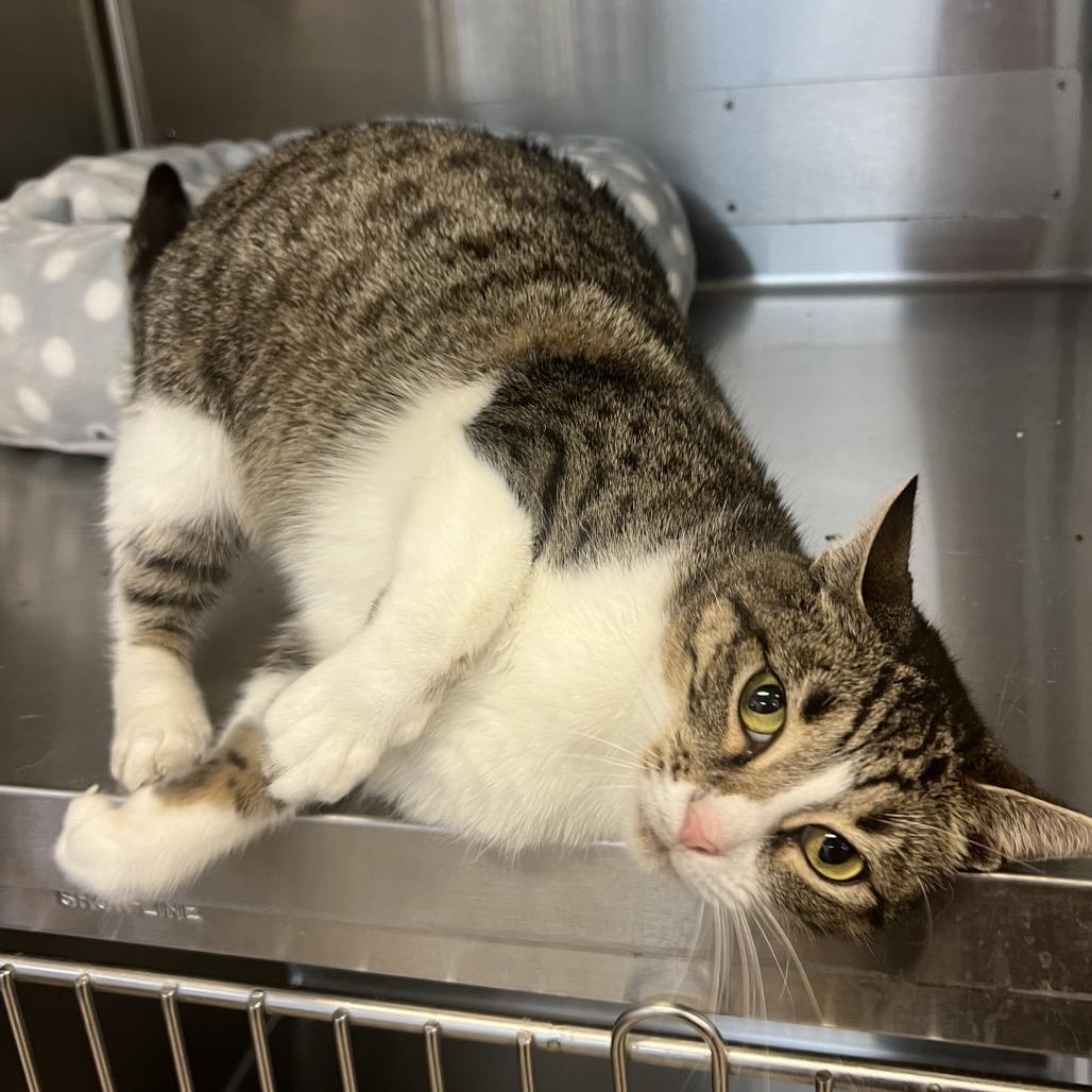 Winona, a Adoptable Domestic Short Hair in Corpus Christi, TX image 6/6