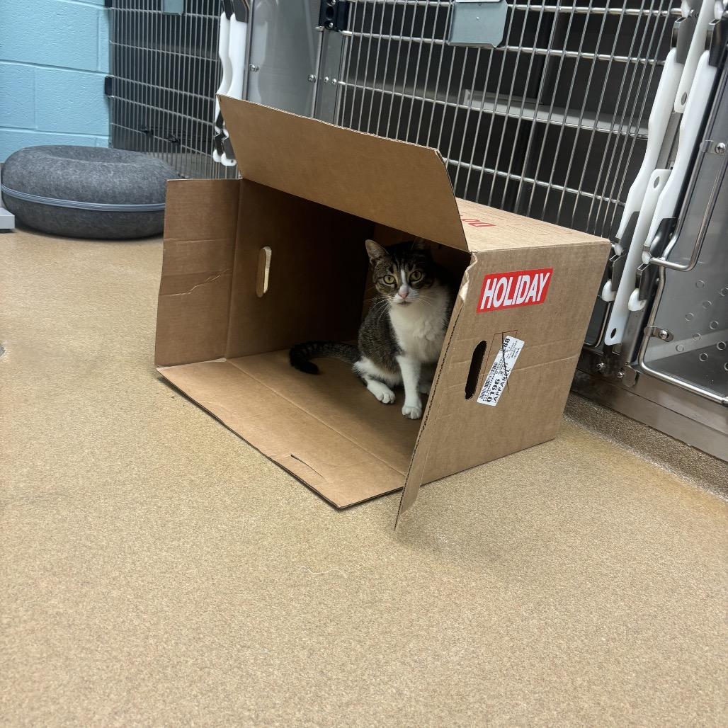 Enlarge Winona, a Adoptable Domestic Short Hair in Corpus Christi, TX image 6/6