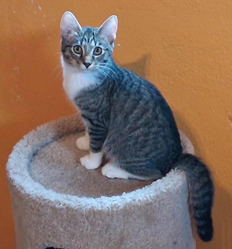 MITTENS, Adoptable, Kitten Female Domestic Short Hair.