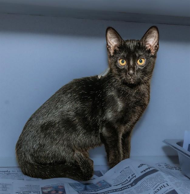 STORMY, Adoptable, Kitten Female Domestic Short Hair.