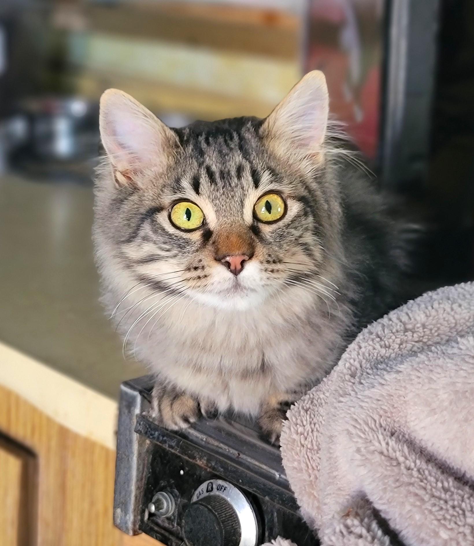 Enlarge Brody, a ADOPTABLE Domestic Long Hair in Washoe Valley, NV image 1/1
