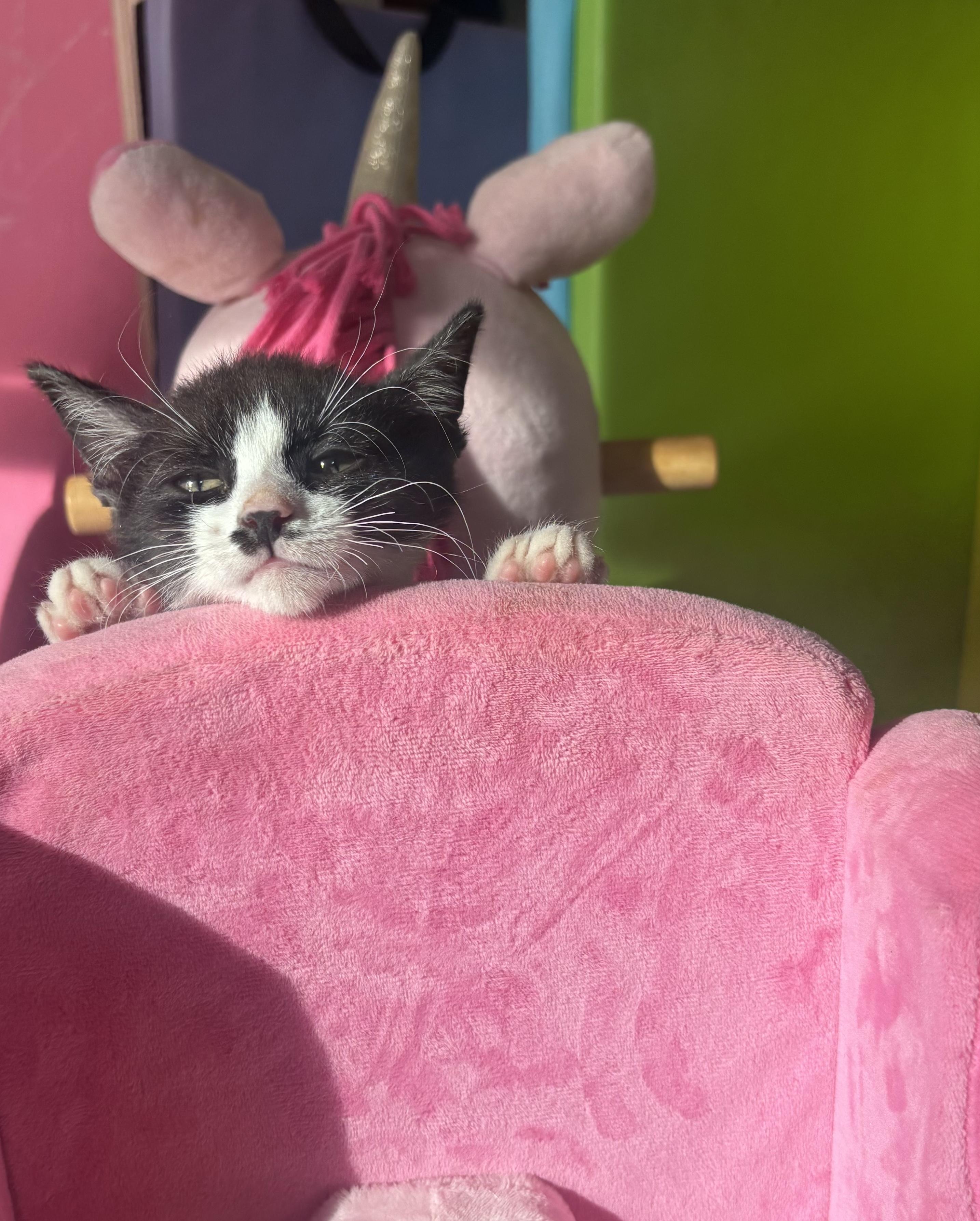 Hondo (BC), Adoptable, Kitten Male Domestic Short Hair.