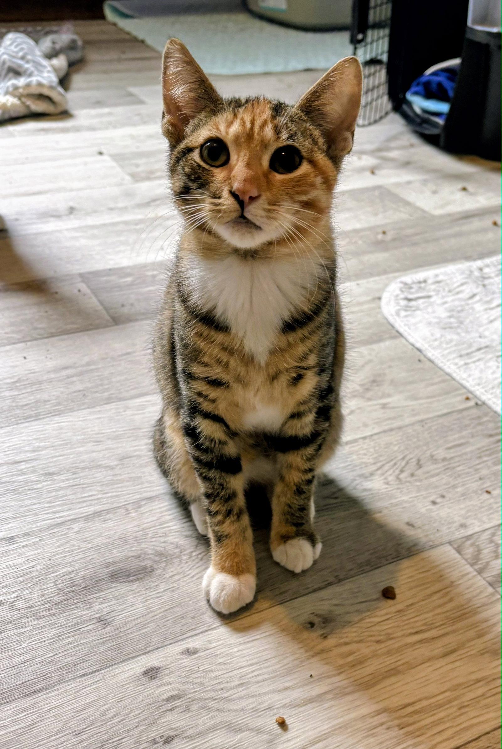 Sunny Kitten, Adoptable, Kitten Female Domestic Short Hair.
