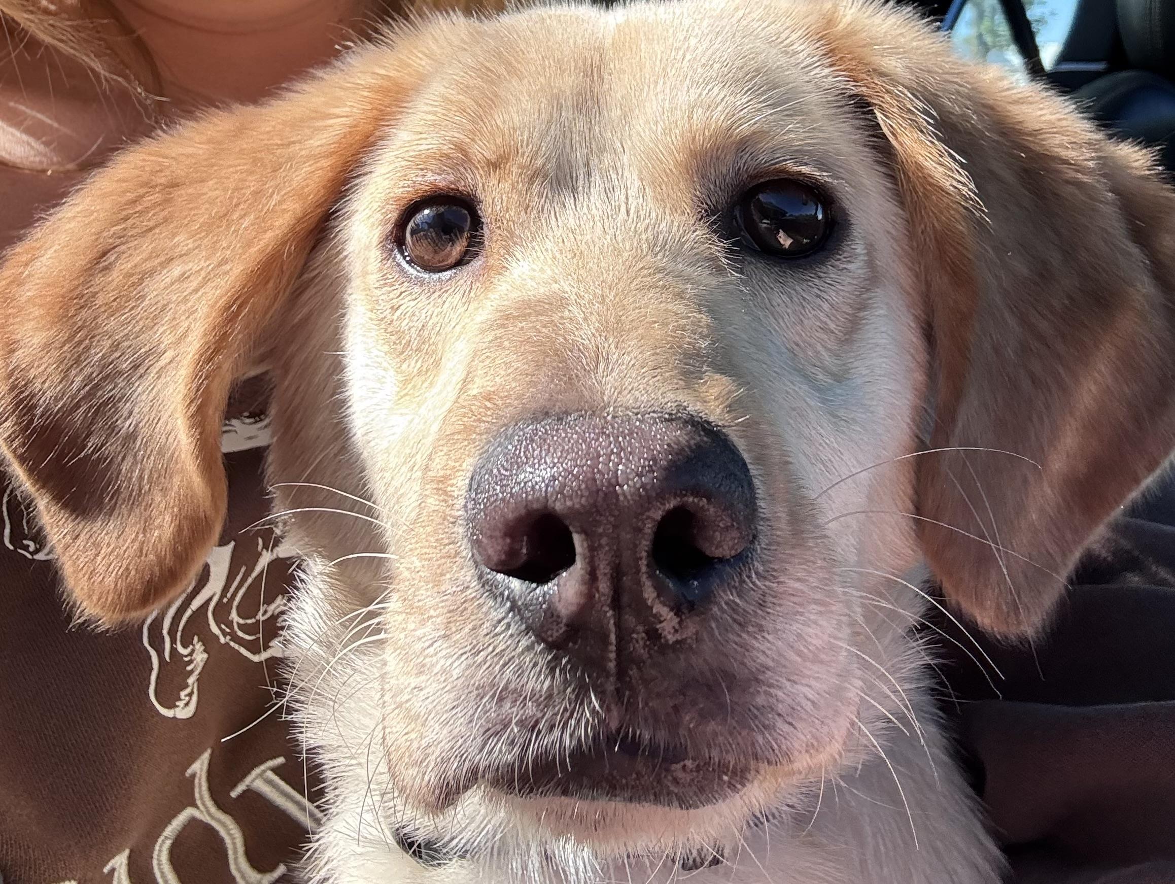 Enlarge Scarlett, a Adoptable mixed breed in New Castle, IN image 2/2