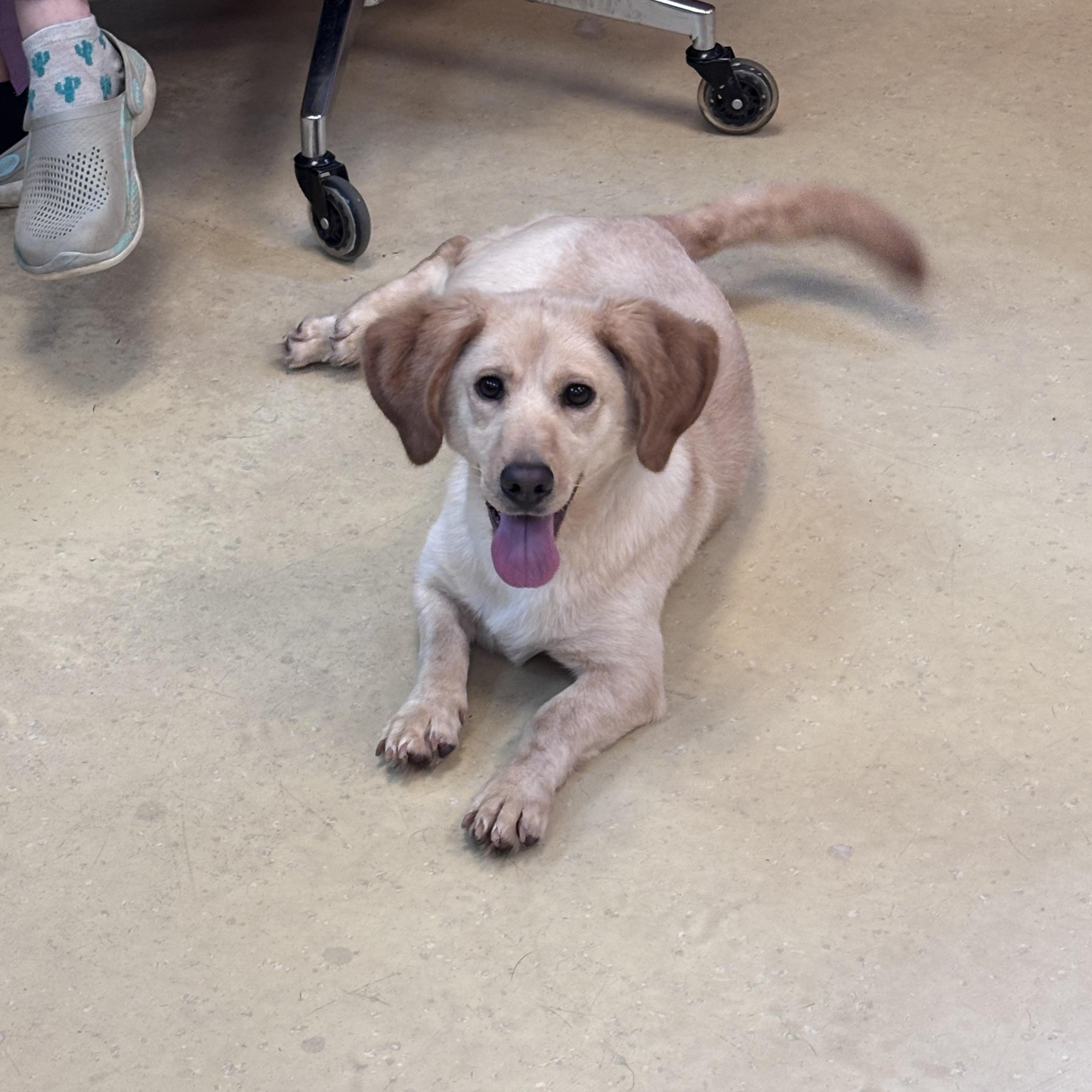 Enlarge Scarlett, a Adoptable mixed breed in New Castle, IN image 1/2