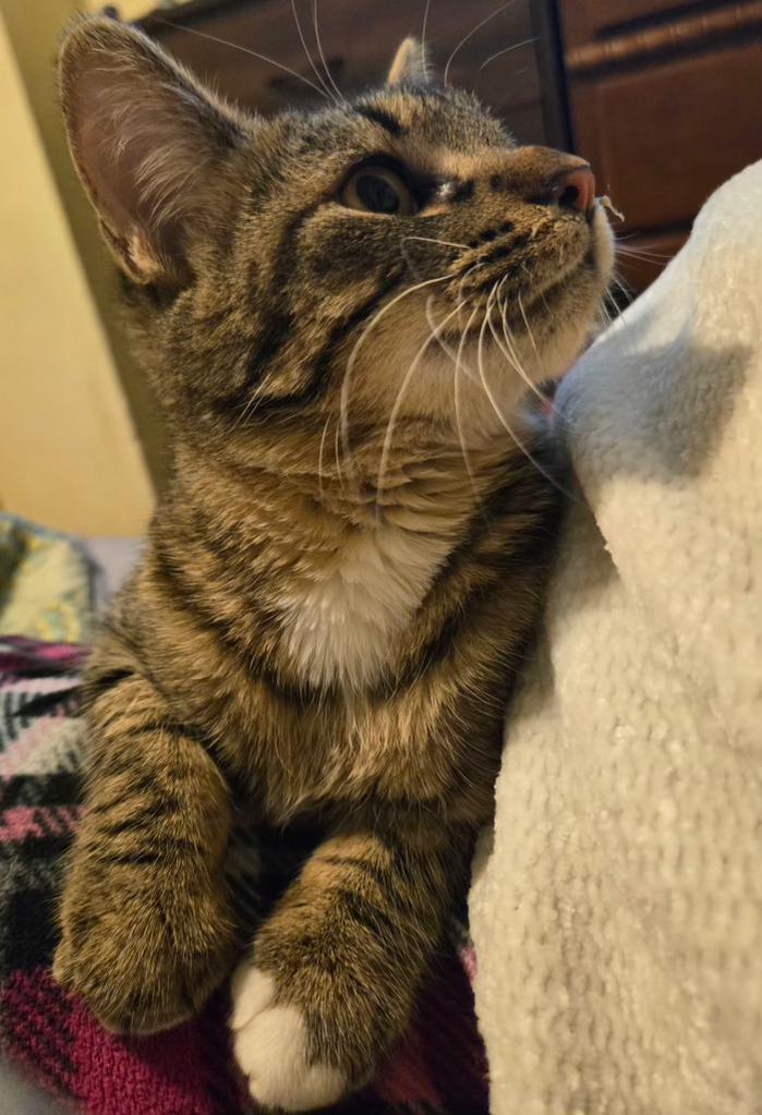 Georgia , adopted, Kitten Female Domestic Short Hair.