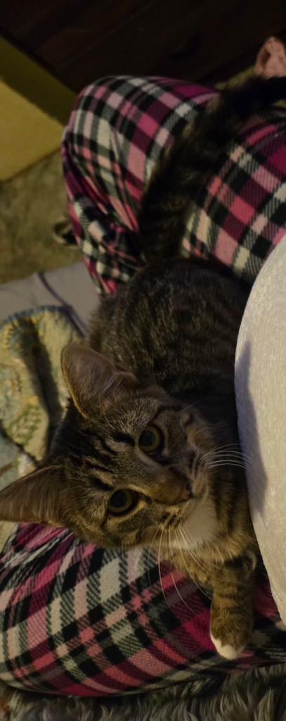 Enlarge Georgia , an adopted mixed breed in Pocatello, ID image 4/4