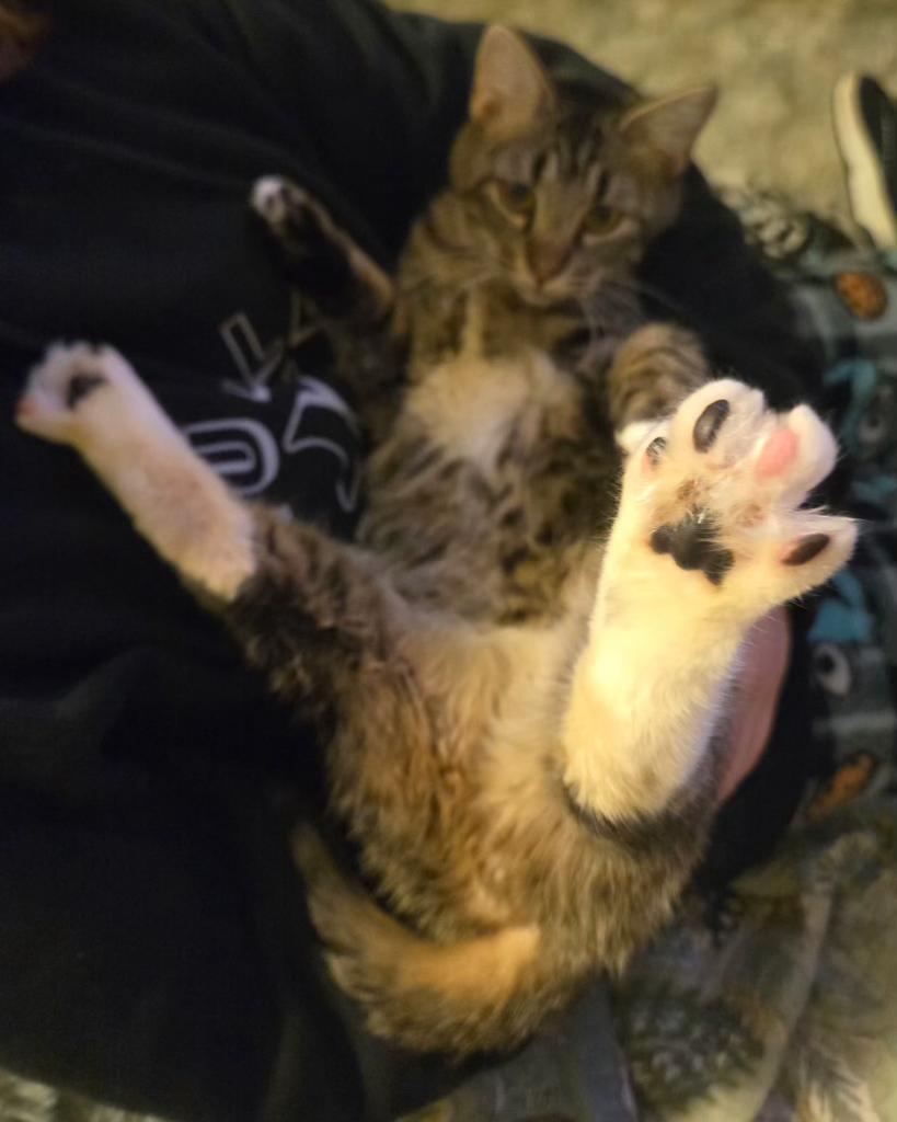 Enlarge Georgia , an adopted mixed breed in Pocatello, ID image 3/4