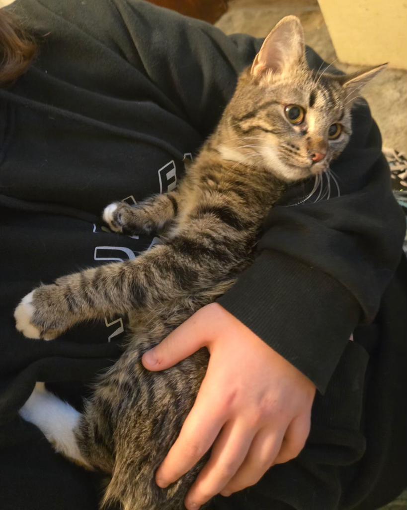 Enlarge Georgia , an adopted mixed breed in Pocatello, ID image 2/4