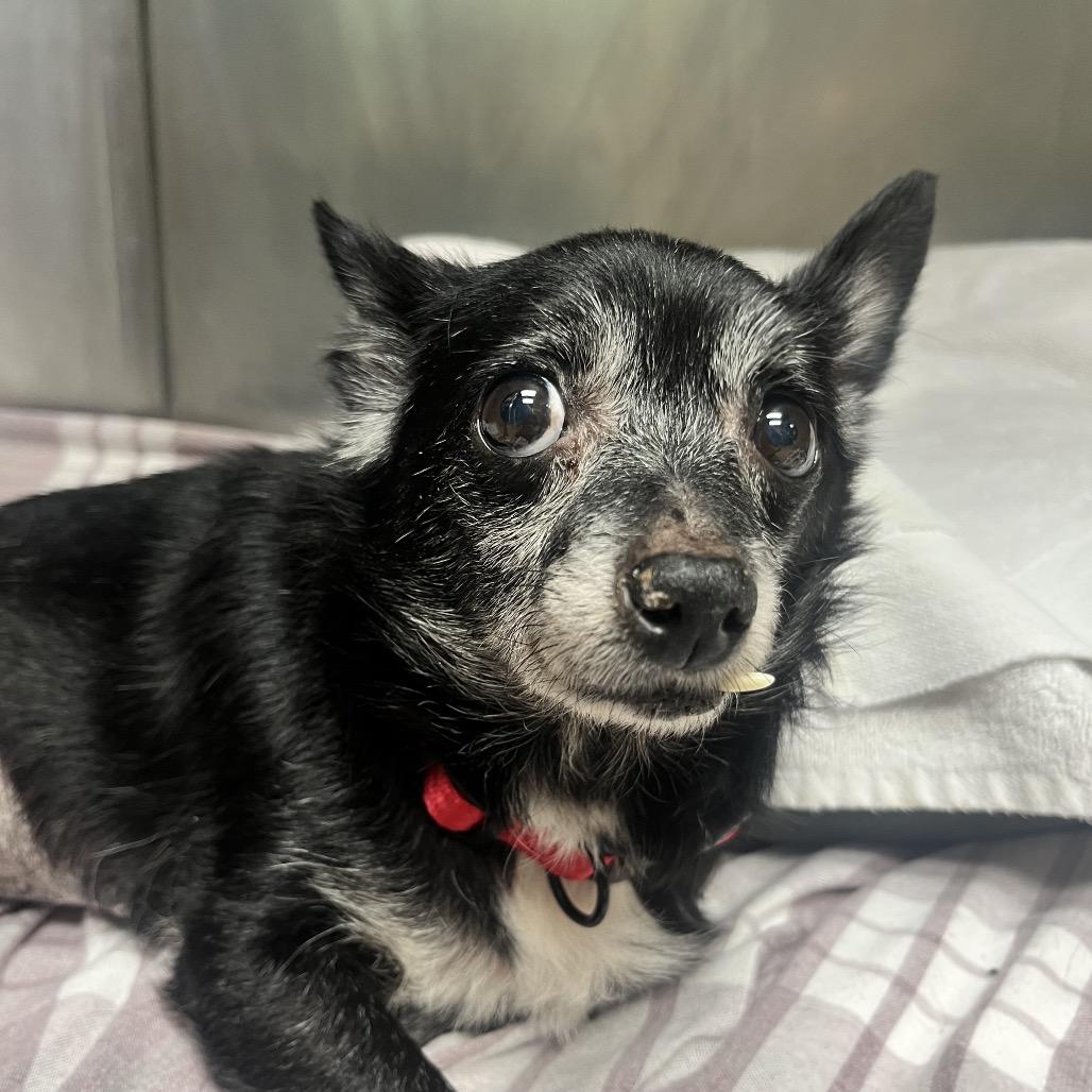 Beautiful, Adoptable, Senior Female Chihuahua.