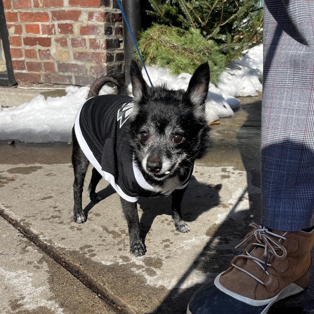 Beautiful, a Adoptable Chihuahua in Philadelphia, PA image 2/6