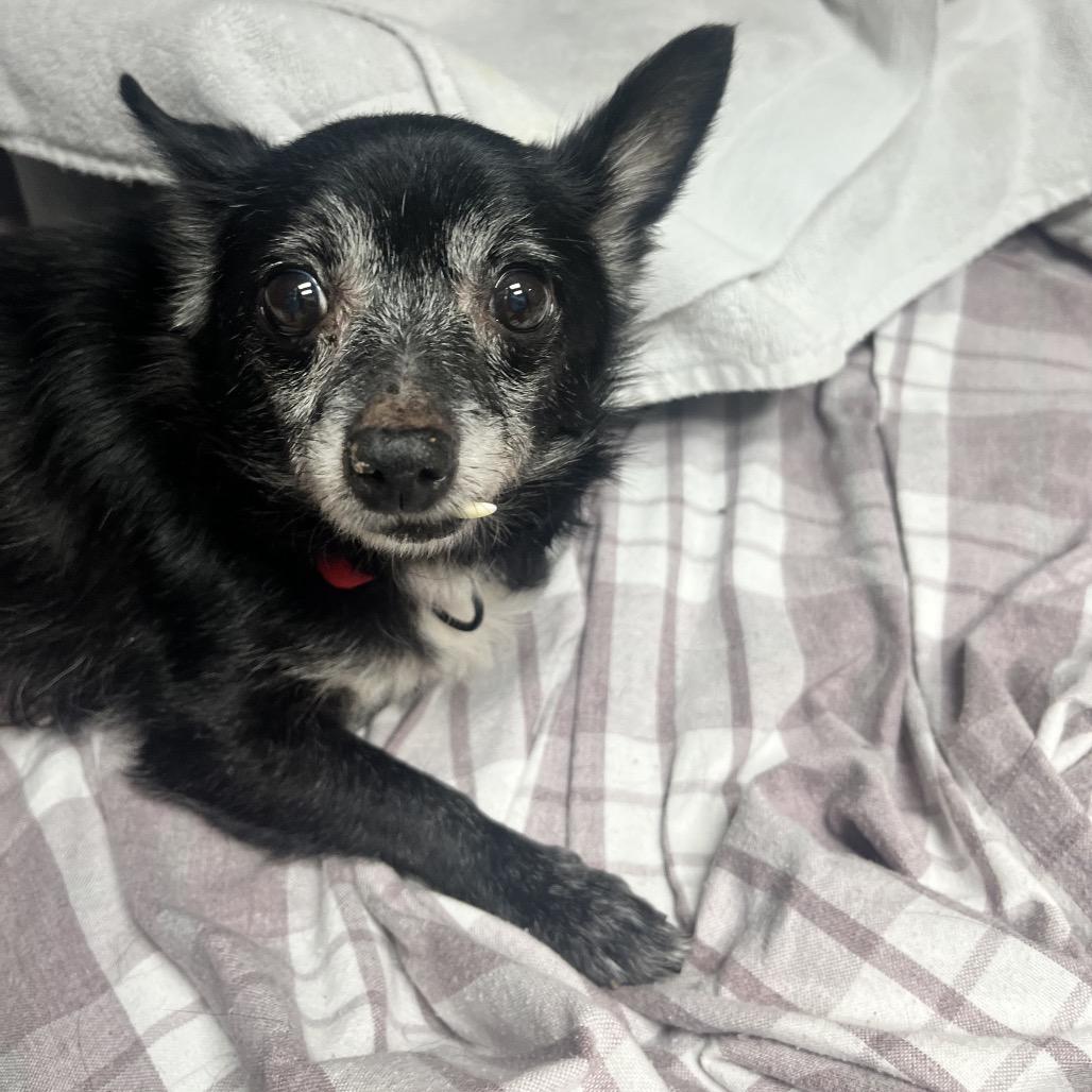 Beautiful, a Adoptable Chihuahua in Philadelphia, PA image 5/6