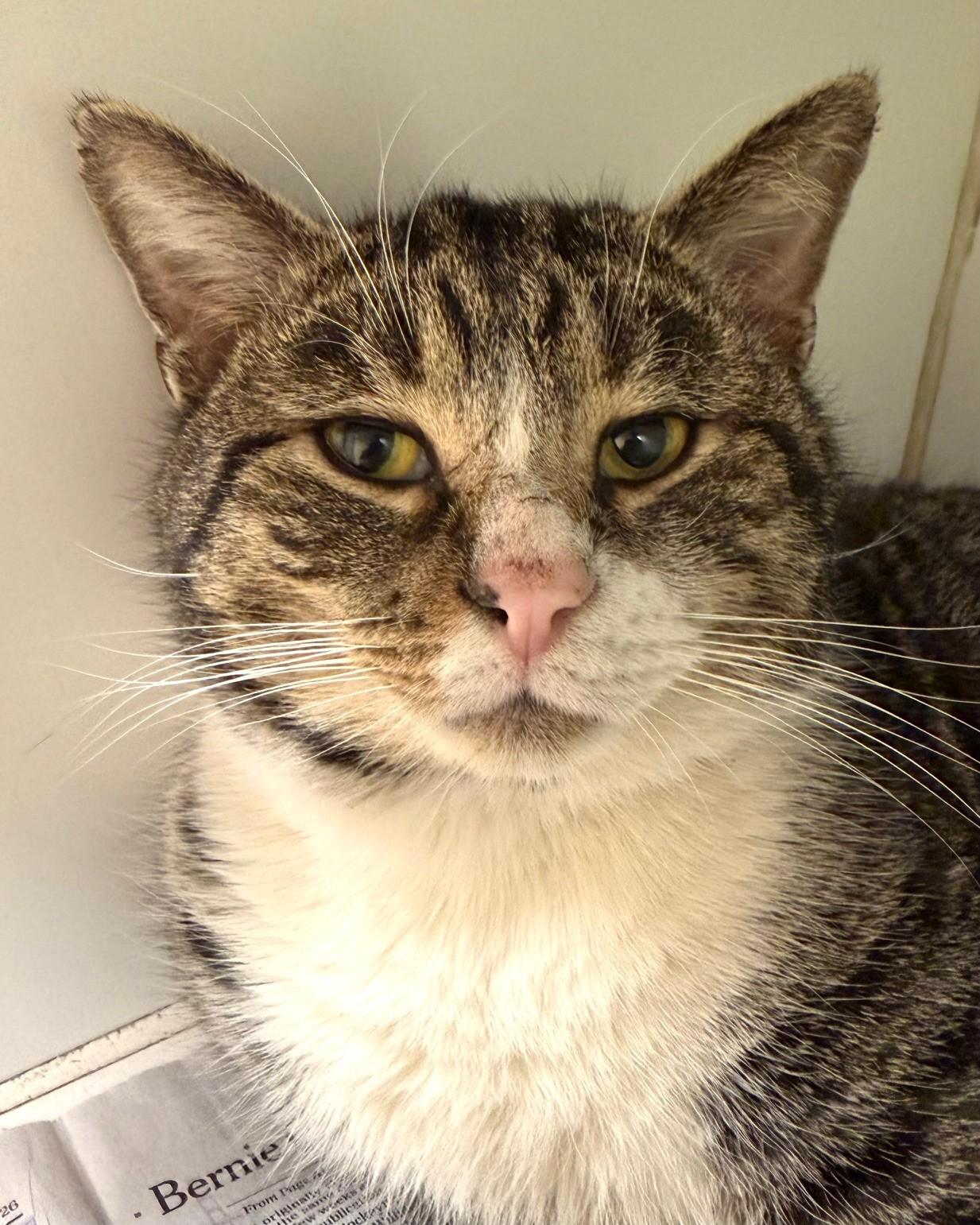 Enlarge Frack, a ADOPTABLE Domestic Short Hair in Norwalk, CT image 1/2
