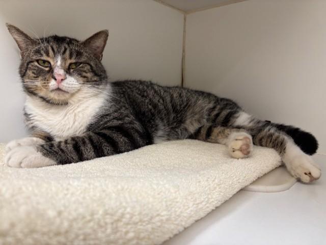 Enlarge Frack, a ADOPTABLE Domestic Short Hair in Norwalk, CT image 2/2