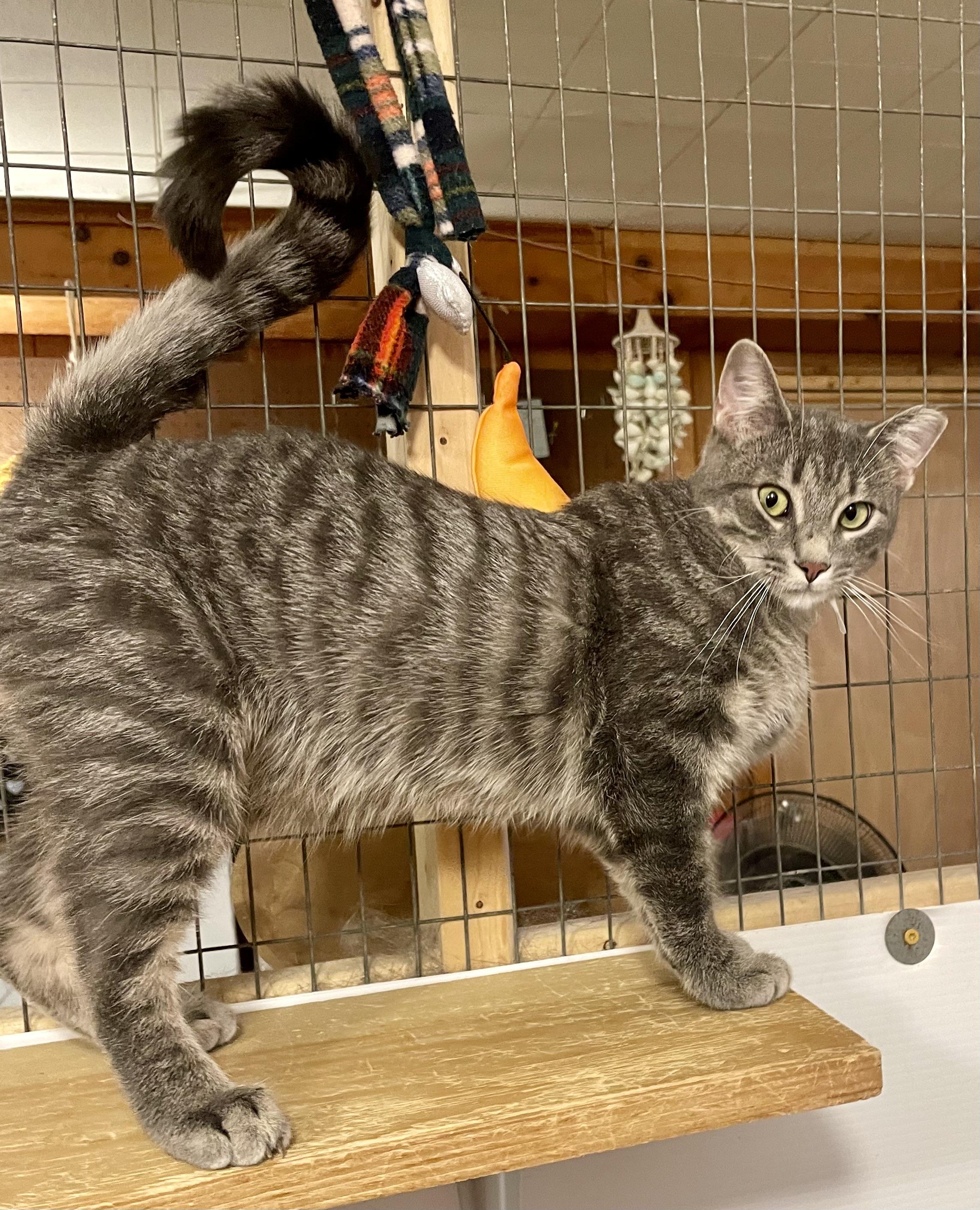 Holiday, Adoptable, Young Female Domestic Short Hair.