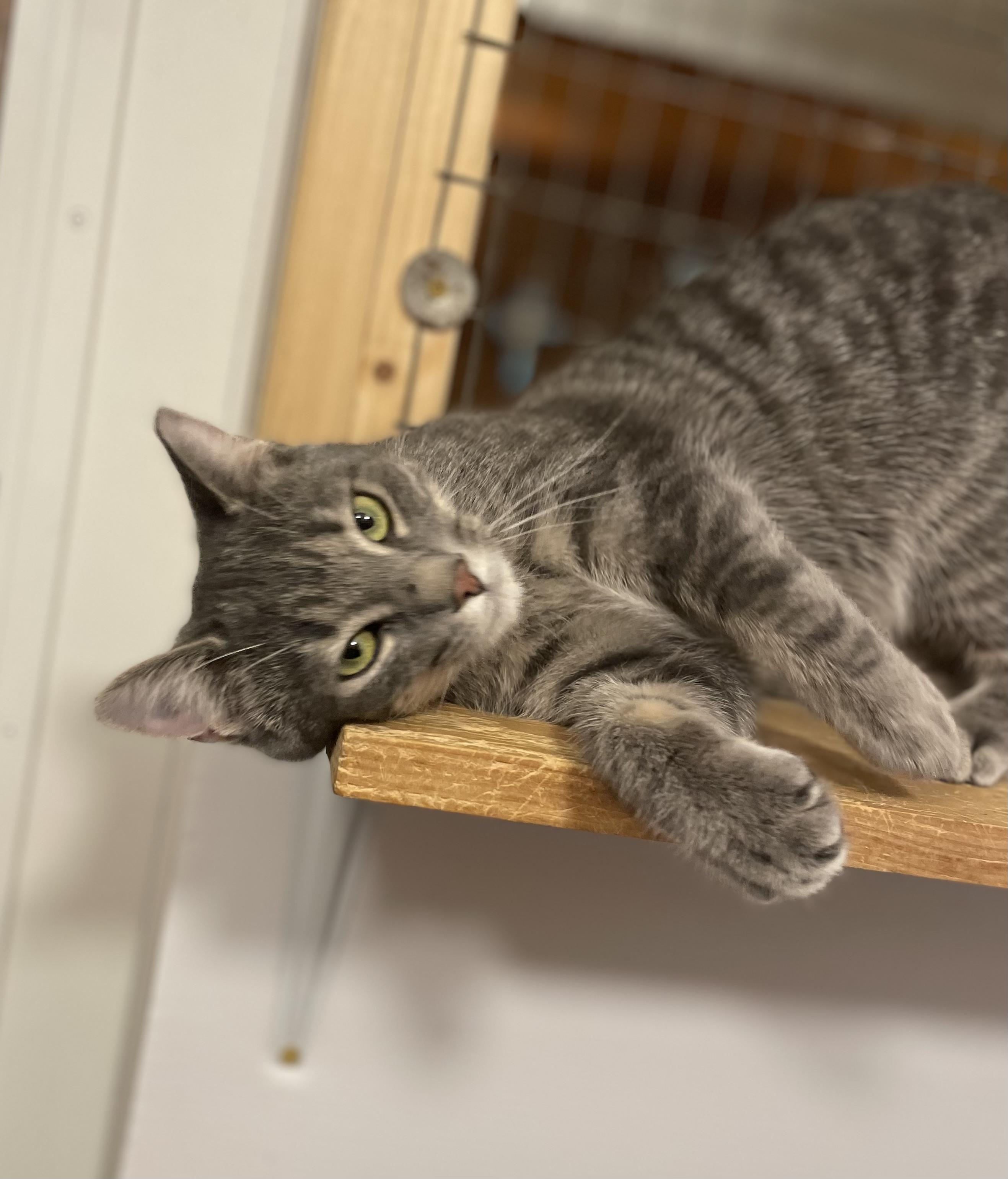 Enlarge Holiday, a Adoptable Domestic Short Hair in Lakewood, NY image 2/3