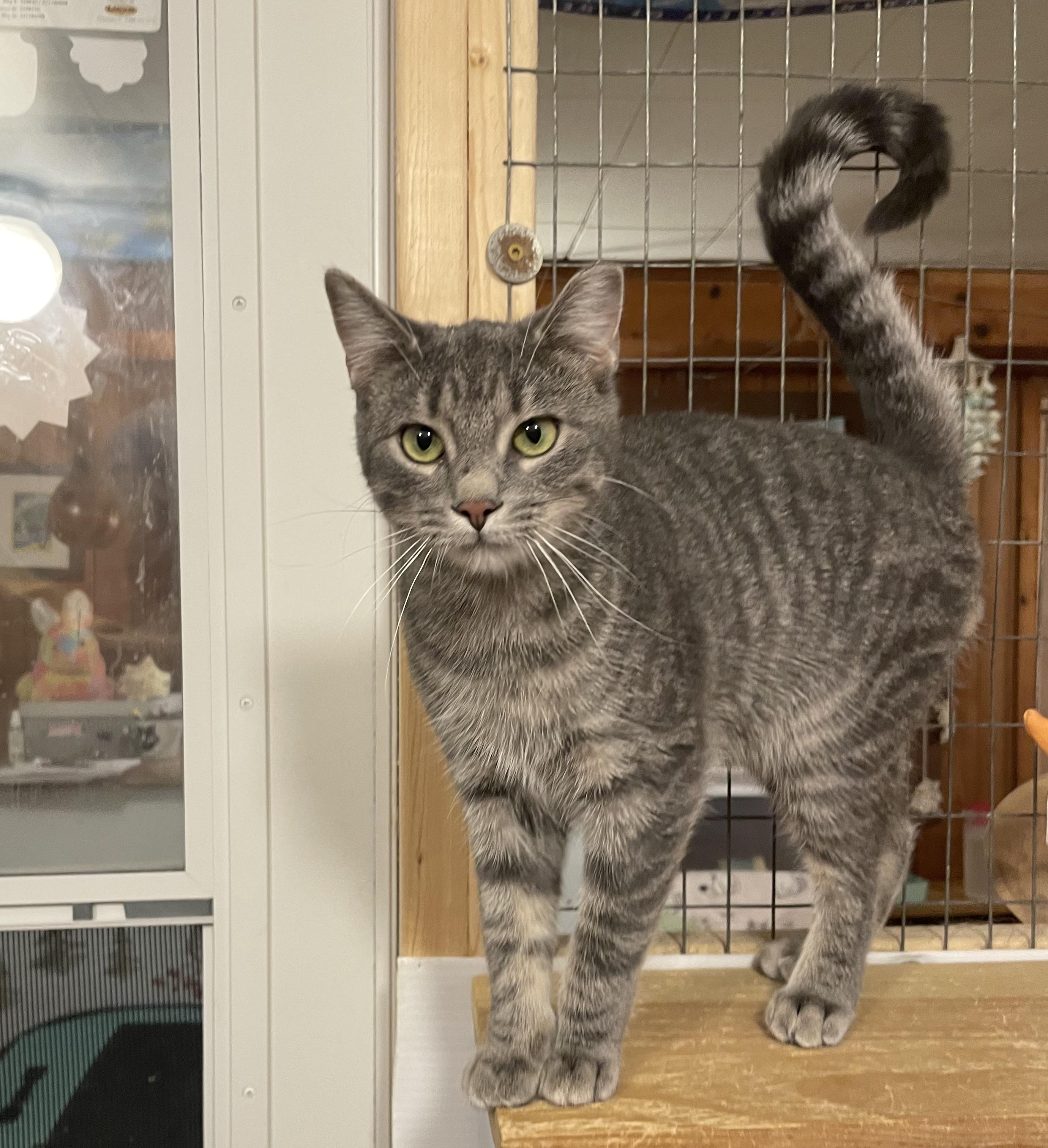 Enlarge Holiday, a Adoptable Domestic Short Hair in Lakewood, NY image 3/3