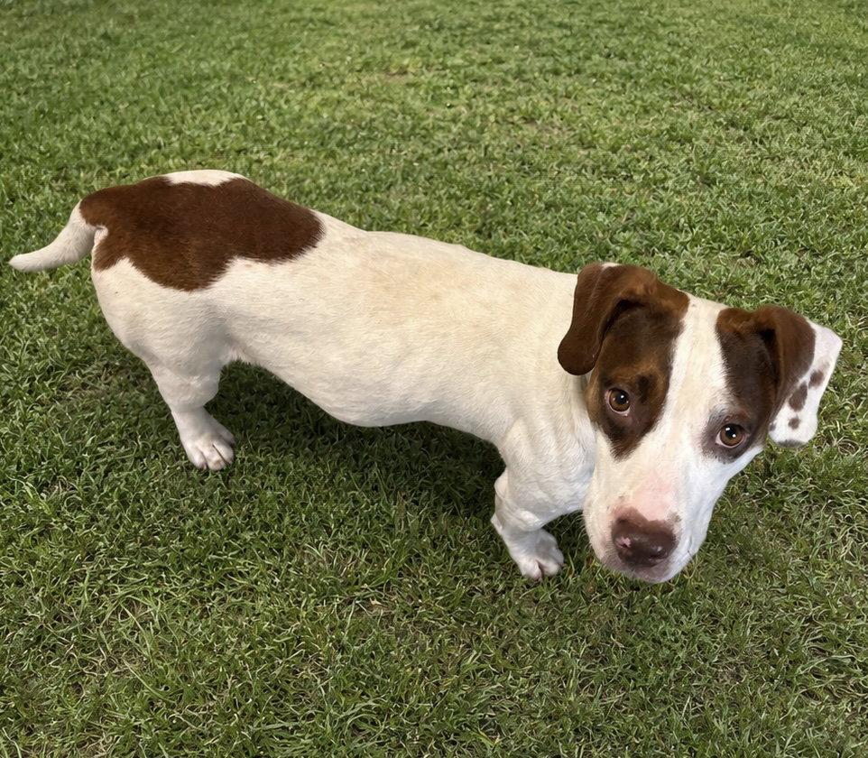 Enlarge Rio, a Adopted mixed breed in Sistersville, WV image 1/2
