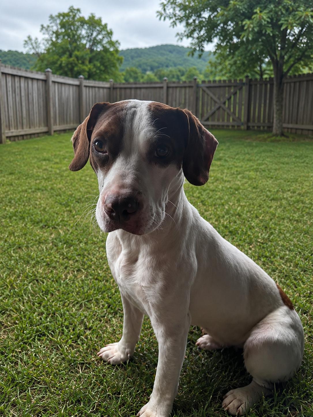 Enlarge Rio, a Adopted mixed breed in Sistersville, WV image 2/2