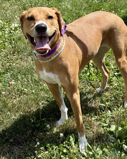 Penny, Adoptable, Young Female Labrador Retriever & Hound.