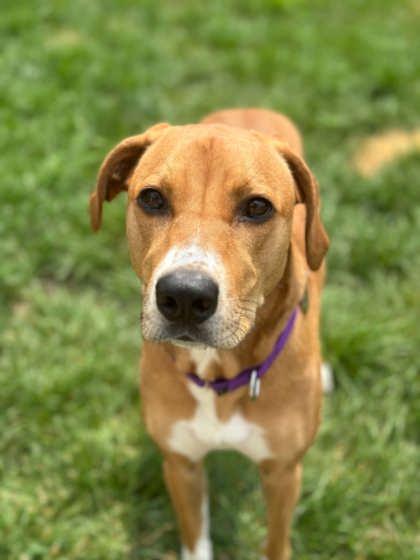 Penny, a Adoptable mixed breed in Malvern, PA image 2/3