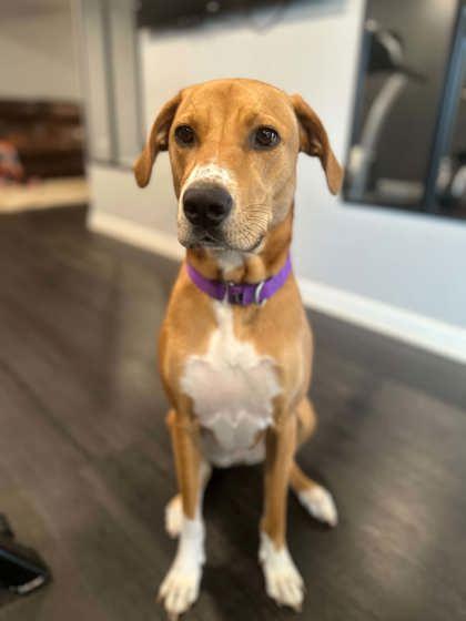 Penny, a Adoptable mixed breed in Malvern, PA image 3/3