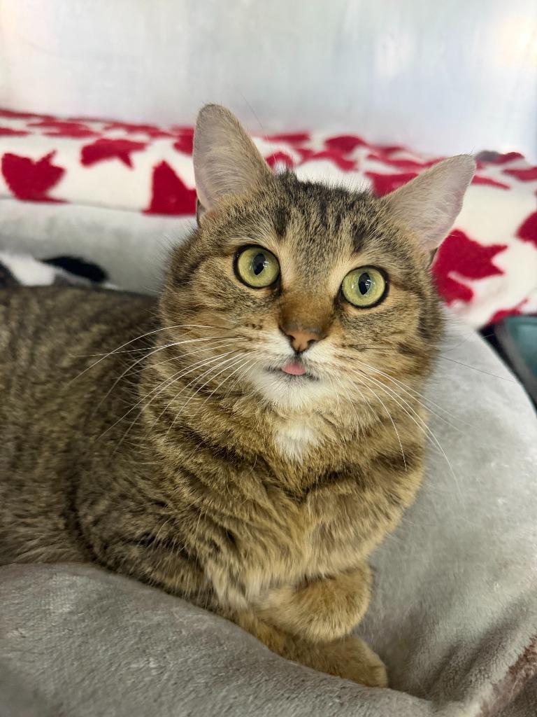 Myrtle, Adoptable, Young Female Domestic Short Hair.