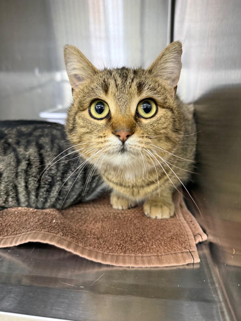 Enlarge Myrtle, a Adoptable mixed breed in Lagrange, IN image 1/1