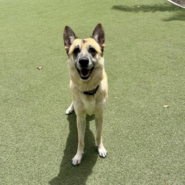 Enlarge Kratos, a Adoptable mixed breed in Oceanside, CA image 2/2