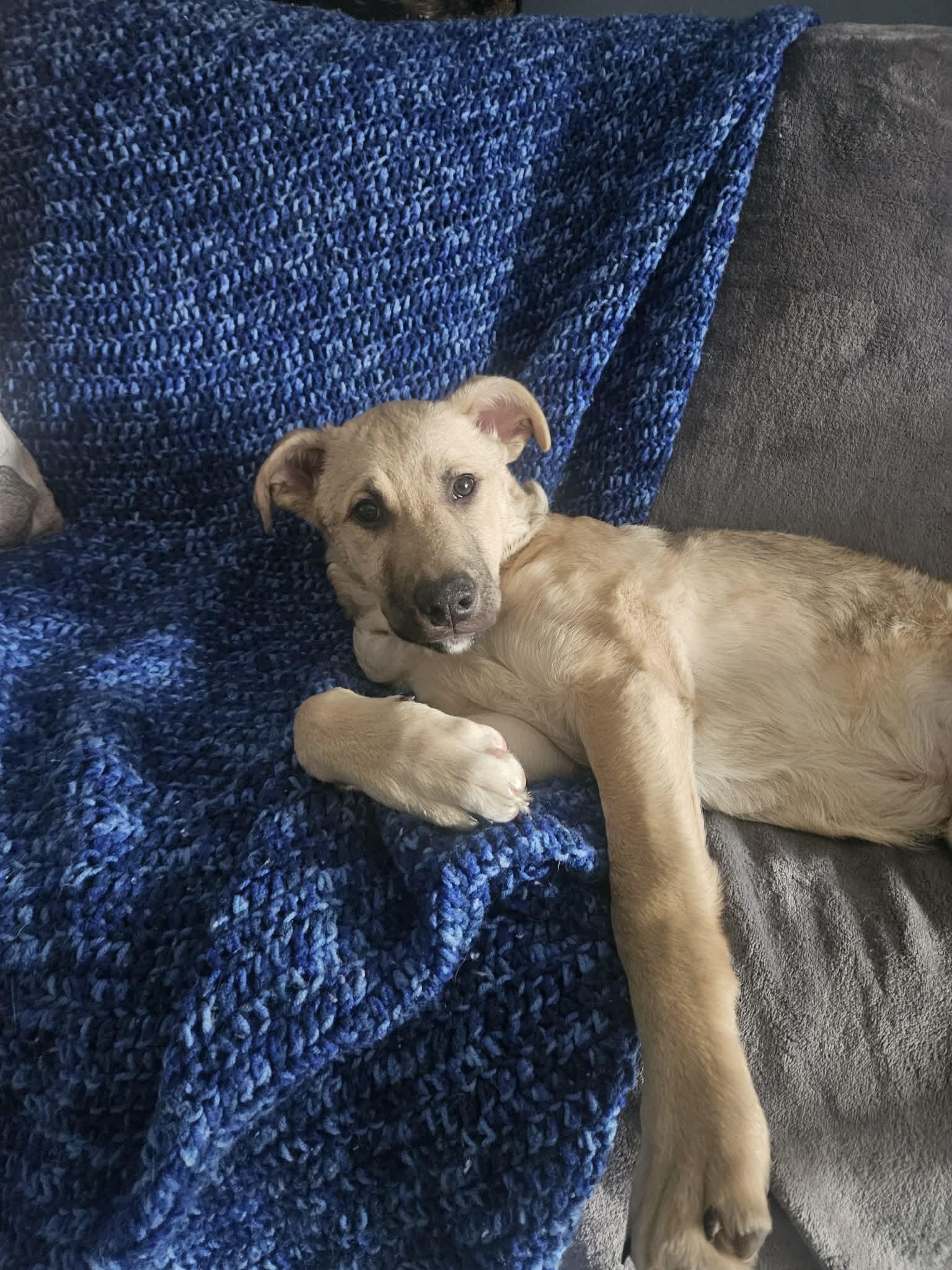 Enlarge Ace, a ADOPTABLE mixed breed in Appin, ON image 2/5