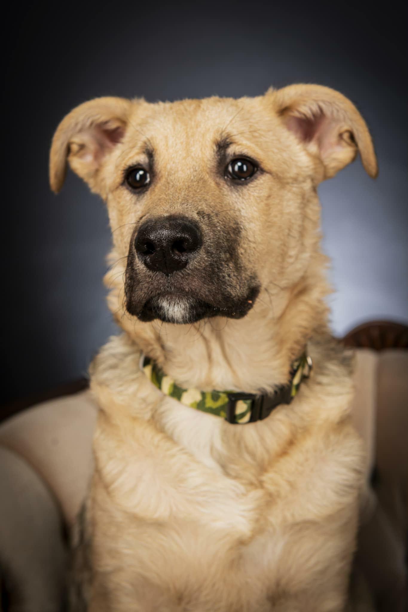 Enlarge Ace, a ADOPTABLE mixed breed in Appin, ON image 4/5