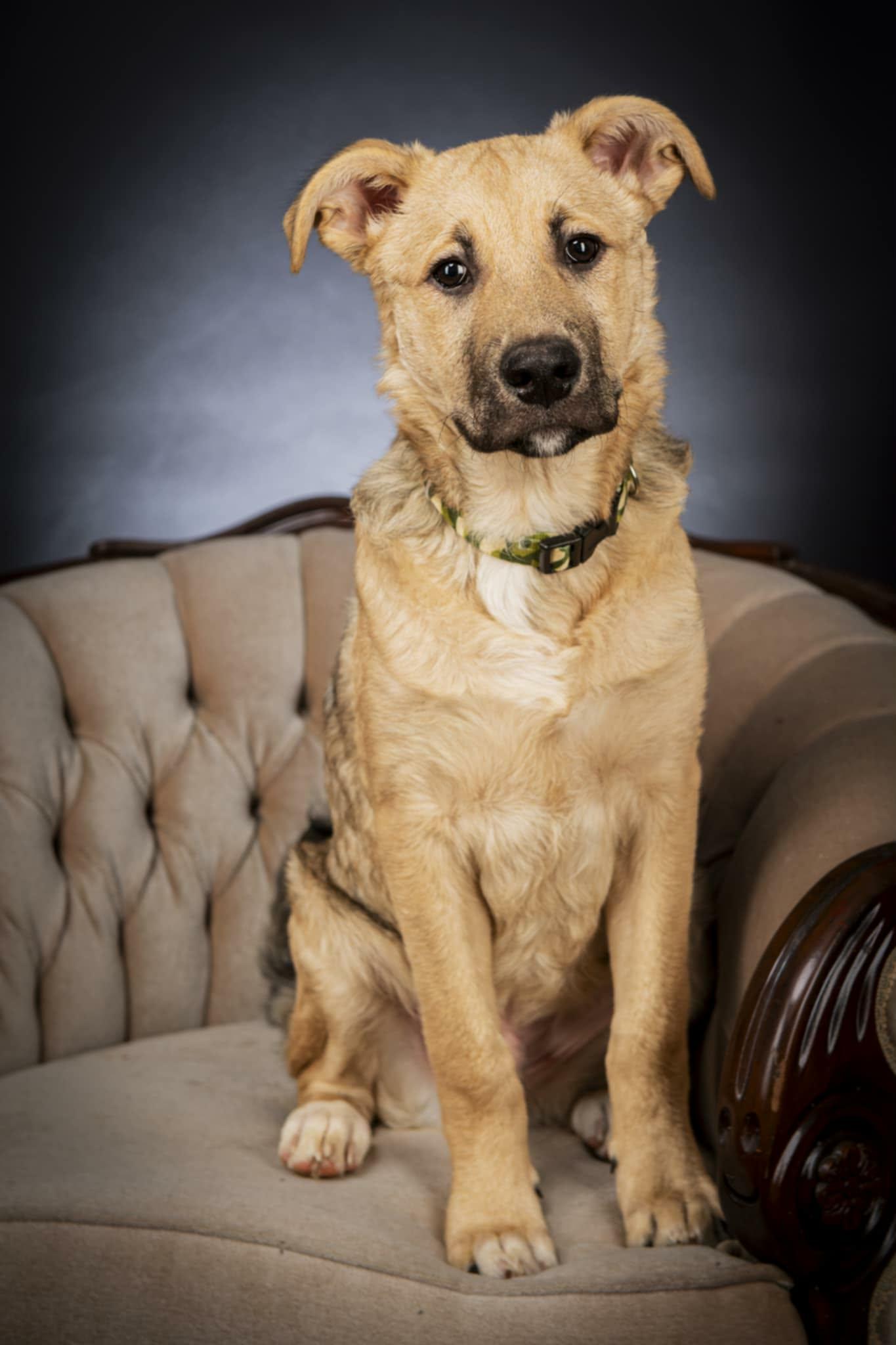 Ace, ADOPTABLE, Puppy Male Husky & Anatolian Shepherd.