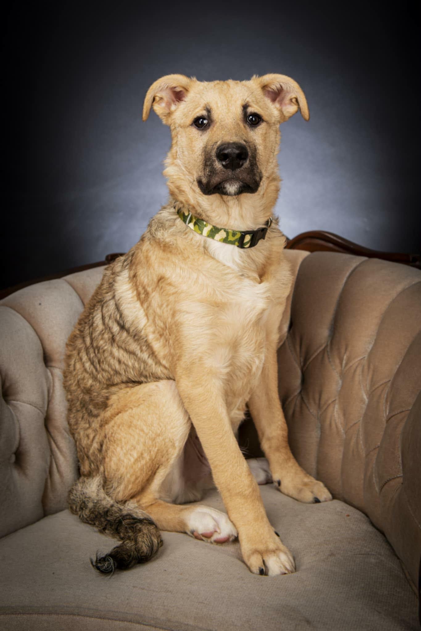 Enlarge Ace, a ADOPTABLE mixed breed in Appin, ON image 3/5