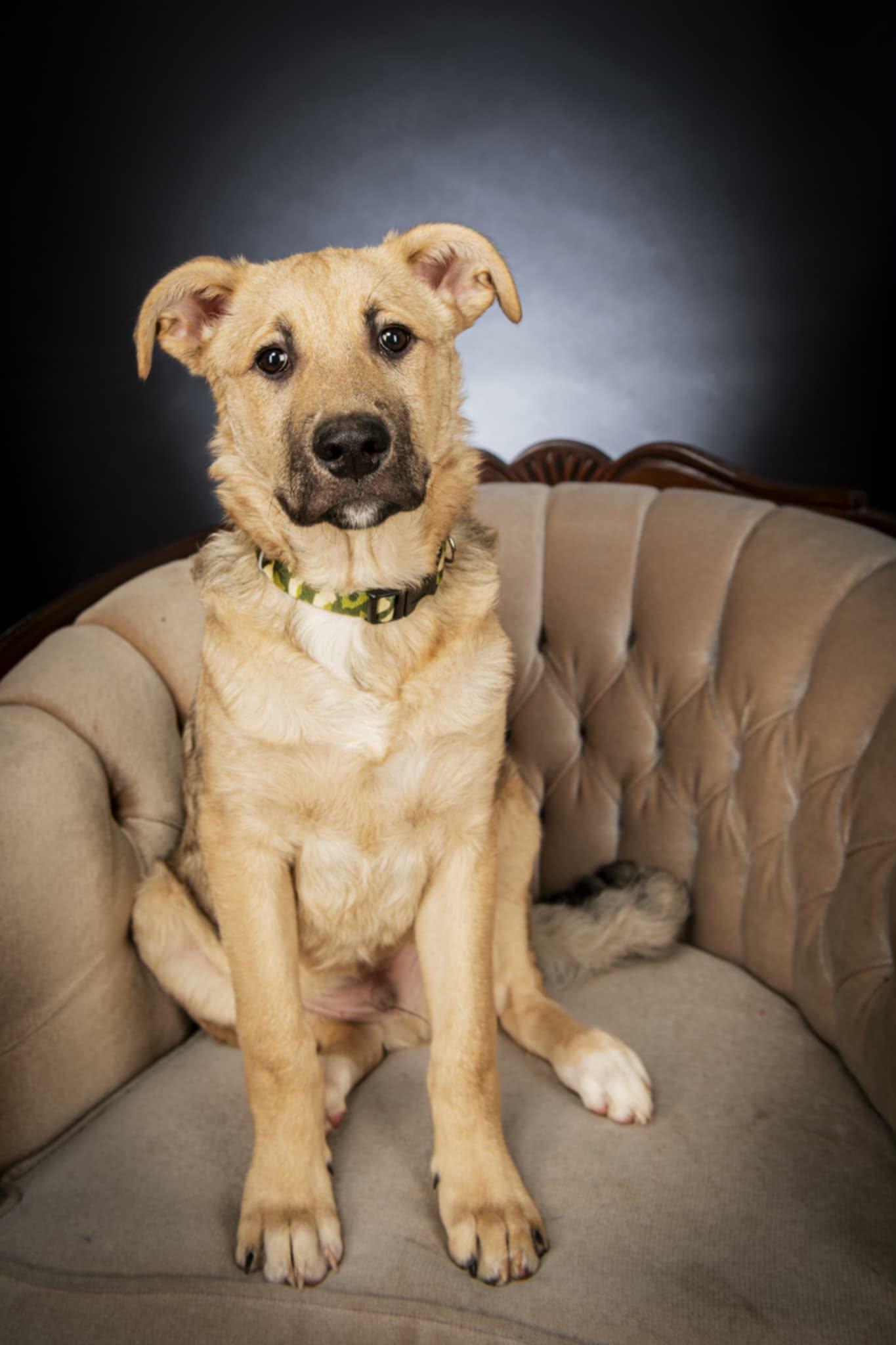 Enlarge Ace, a ADOPTABLE mixed breed in Appin, ON image 5/5