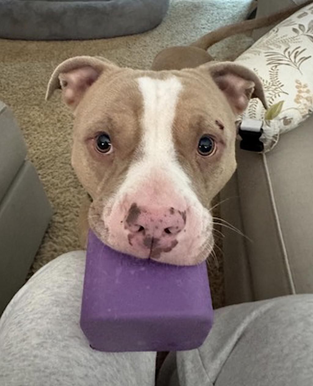 Maximus — thumbnail 3