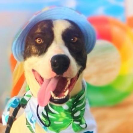 Dante JuM, Adoptable, Adult Male Pointer & Great Dane.