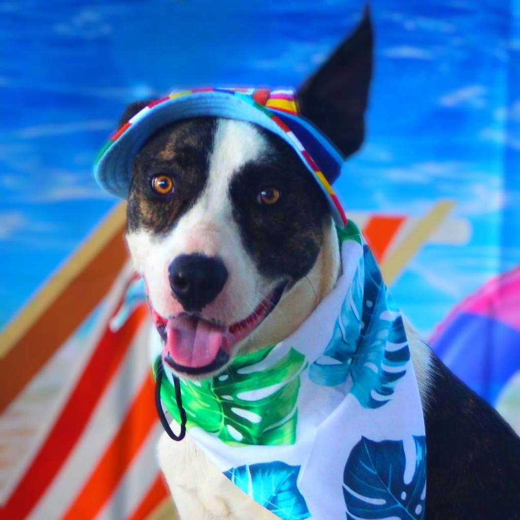 Dante JuM, a Adoptable mixed breed in Austin, TX image 2/6