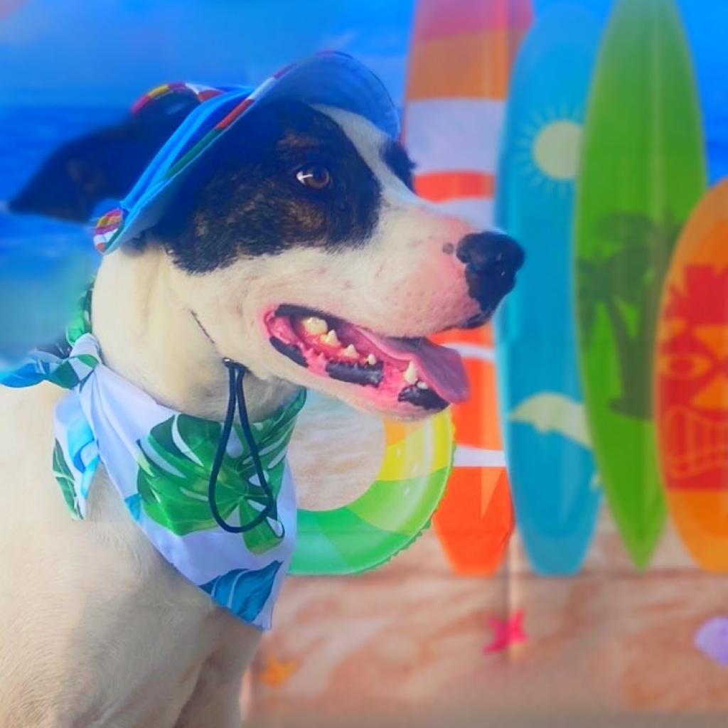 Dante JuM, a Adoptable mixed breed in Austin, TX image 3/6