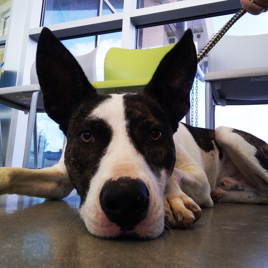 Enlarge Dante JuM, a Adoptable mixed breed in Austin, TX image 6/6