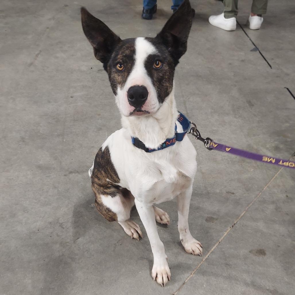 Dante JuM, Adoptable, Adult Male Pointer & Great Dane.