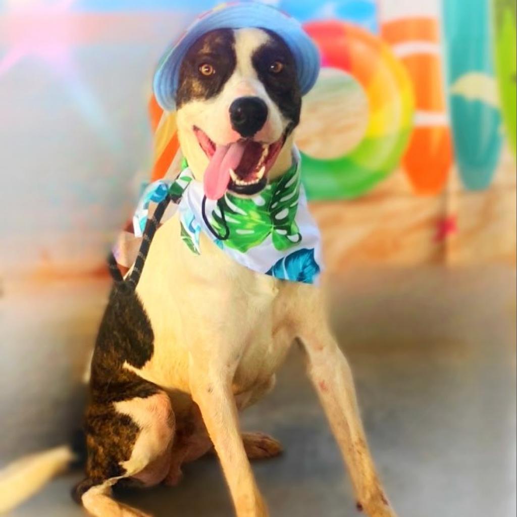 Dante JuM, a Adoptable mixed breed in Austin, TX image 5/6