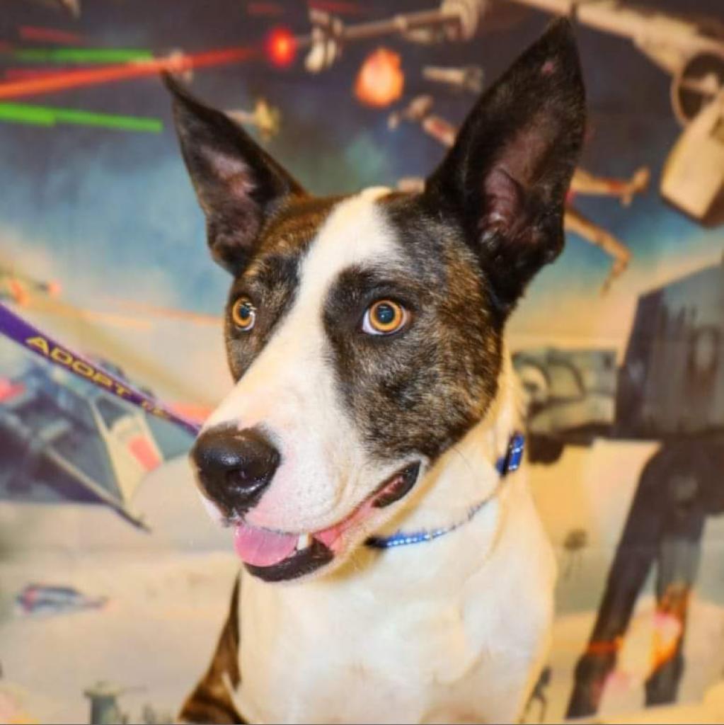 Dante JuM, a Adoptable mixed breed in Austin, TX image 6/6